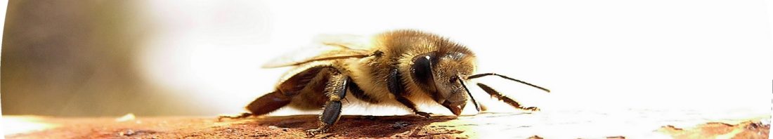 Truhlářství a včelařství Nerad